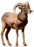 Carneiro