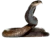 Cobra