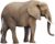 elefante