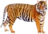 Tigre
