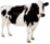 Vaca